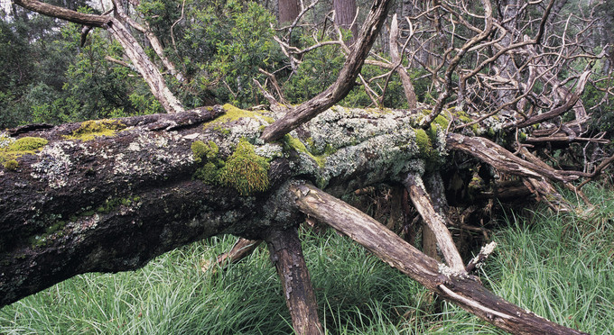 Errinundra National Park, Gippsland - forest