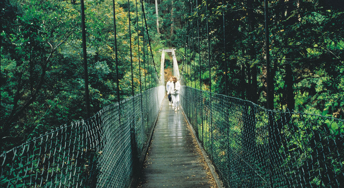 Tarra Bulga National Park, Gippsland - rainforest bushwalking