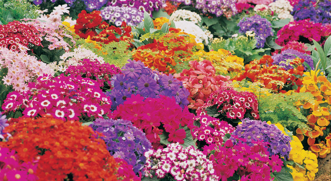 Fitzroy Gardens, Melbourne - flowers