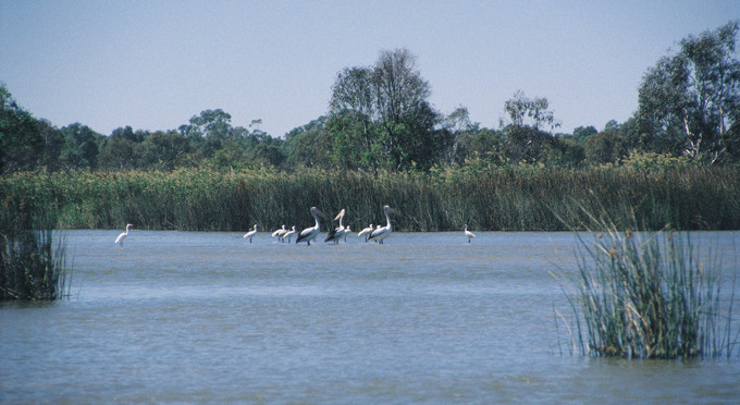 Barmah State Forest, Murray - river/creek wetlands bird life