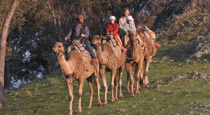 Mansfield, Victoria's High Country - other animals