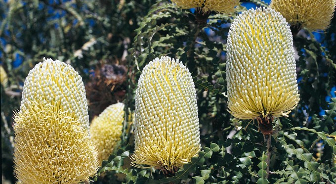 Cape Le Grand National Park, Australias Golden Outback - 