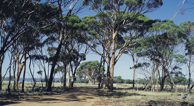 Dumbleyung, Australias Golden Outback - rural