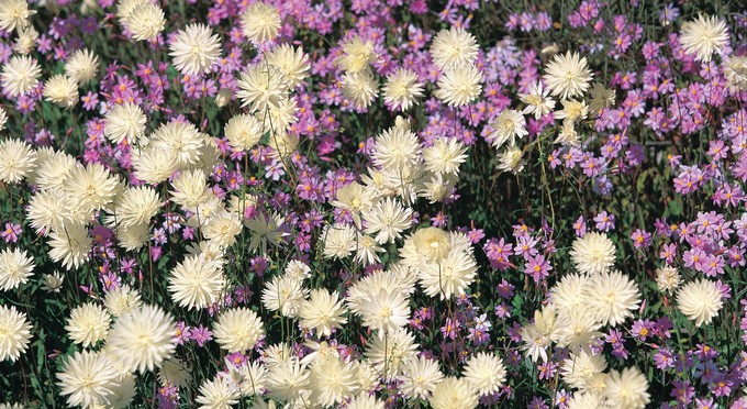 Murchison, Australias Golden Outback - flowers