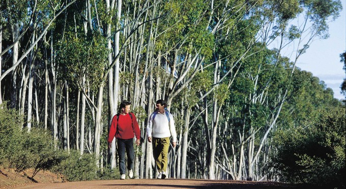 Narrogin, Australias Golden Outback - forest bushwalking