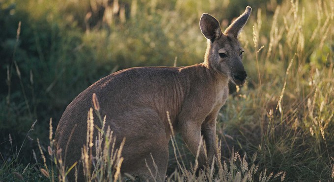 Cape Range National Park, Australia's Coral Coast - australian native icon