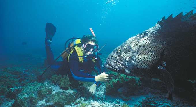 Australia's Coral Coast - reef diving marine life