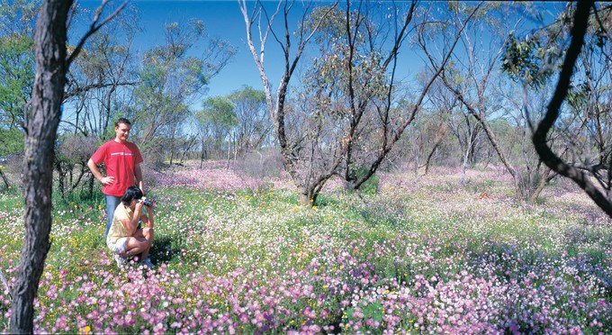 Mingenew, Australia's Coral Coast - flowers