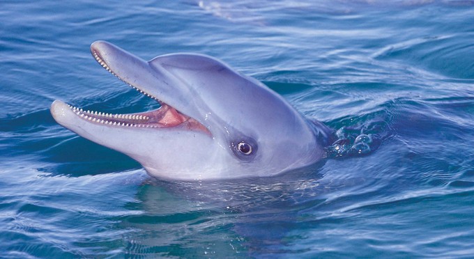 Monkey Mia, Australia's Coral Coast - marine life