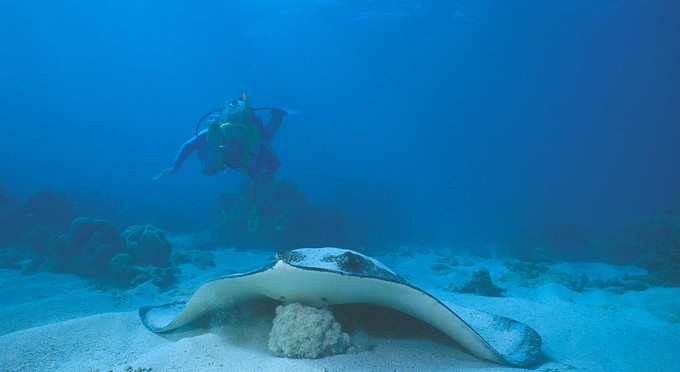 Ningaloo Reef, Australia's Coral Coast - reef diving marine life