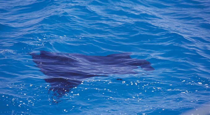 Ningaloo Reef, Australia's Coral Coast - marine life