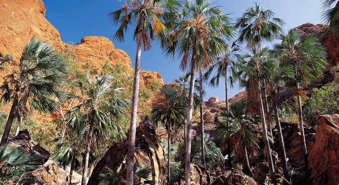 Bungle Bungle Range National Park, Kimberley & North West - mountains forest gorge
