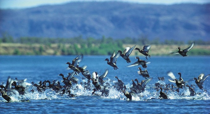 Ord River, Kimberley & North West - lake bird life