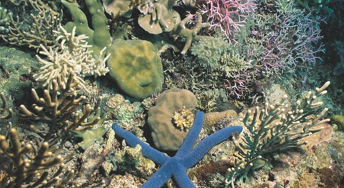 Rowley Shoals, Kimberley & North West - reef marine life