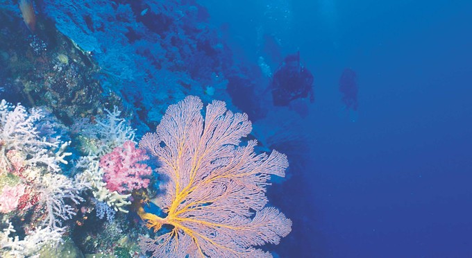 Rowley Shoals, Kimberley & North West - reef marine life reef