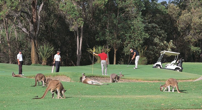 Perth - golf australian native unique