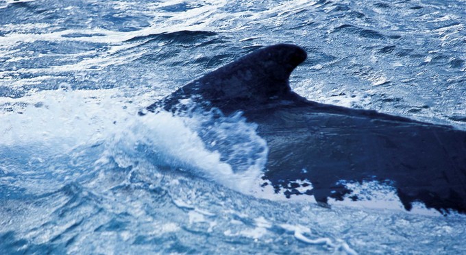 Augusta, Australia's South West - marine life whales