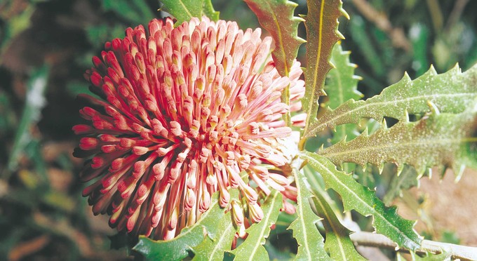 Fitzgerald River National Park, Australia's South West - flowers