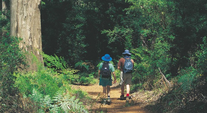 Gloucester National Park, Australia's South West - forest bushwalking