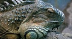 Palermo City Zoo