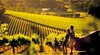 Adelaide Hills
