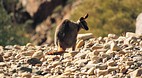 Arkaroola