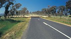Armidale