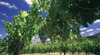 Avoca Victoria
