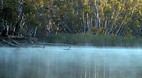 Barmah State Forest