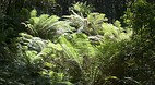 Barrington Tops Nati..