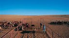 Birdsville