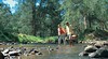 Boonah