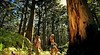Boranup Forest