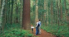 Bunya Mountains