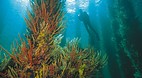 Busselton