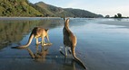 Cape Hillsborough