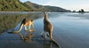 Cape Hillsborough