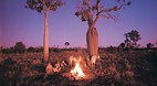Carnarvon Gorge