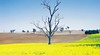 Central NSW