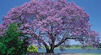 Clarence River