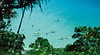 Coolangatta