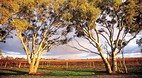 Coonawarra