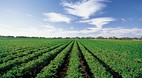 Coonawarra