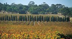 Coonawarra