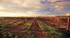 Coonawarra