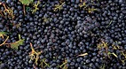Coonawarra