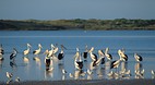 Coorong National Par..