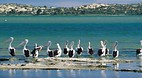 Coorong National Par..