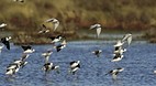 Coorong National Par..