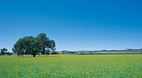 Cowra